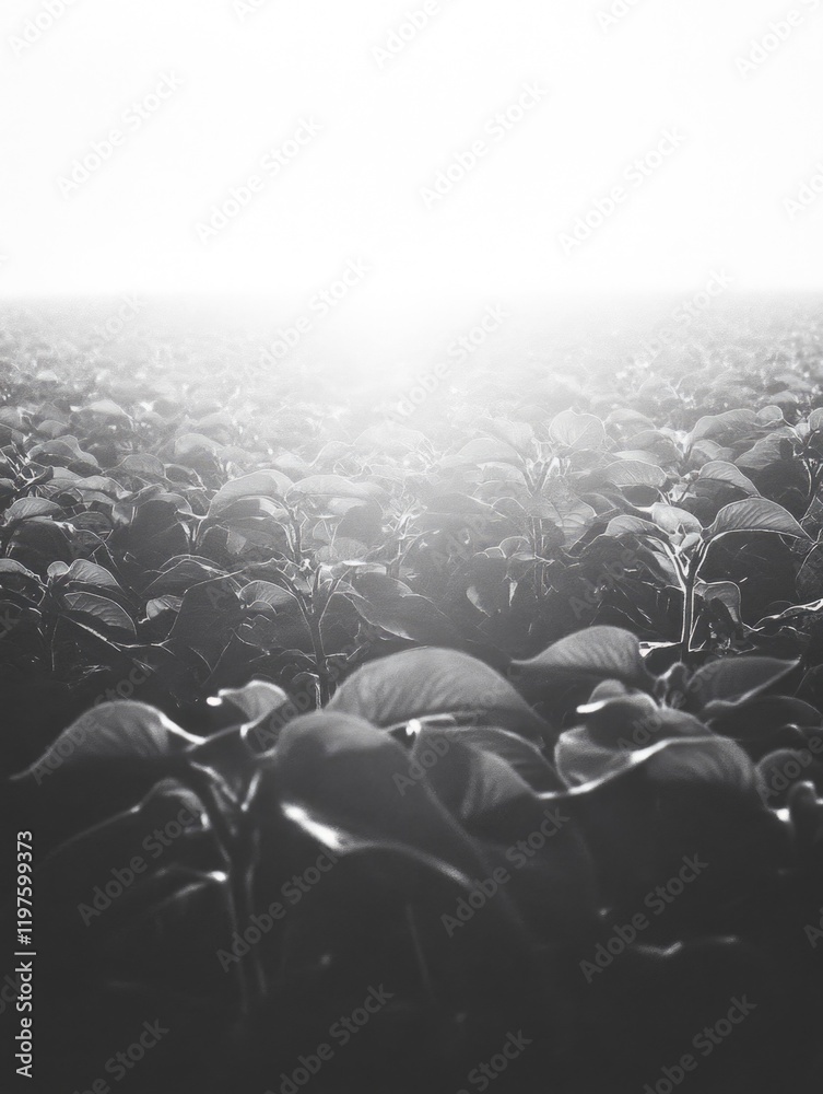 Obraz premium Field of Plants