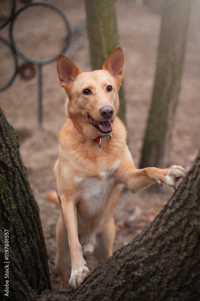 A happy dog with an orange collar playfully interacts with a tree trunk in the park. The dog stands on its hind legs, looking joyful as it enjoys outdoor fun in a natural environment.