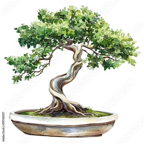 A watercolor illustration of a rain tree bonsai, isolated on a white background. Rain Tree Bonsai vector.
