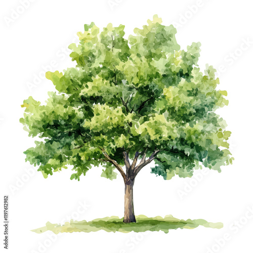 A watercolor of a plane tree, isolated on a white background. Plane tree vector.

