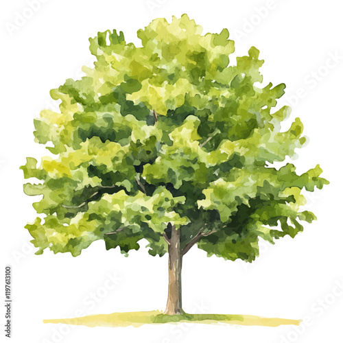 A watercolor of a plane tree, isolated on a white background. Plane tree vector.
