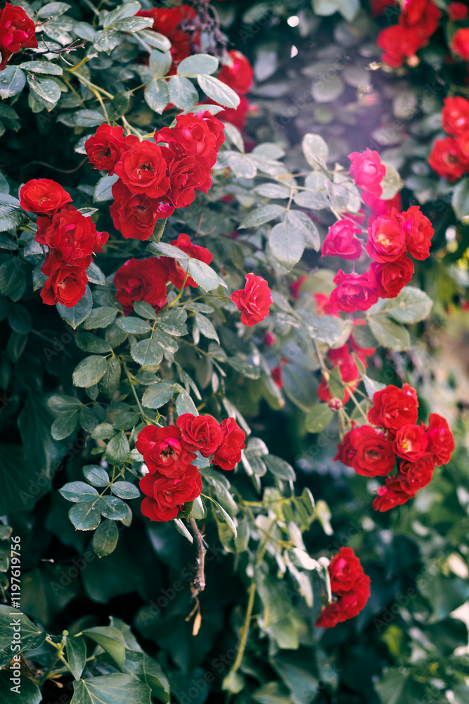 A vibrant cluster of blooming red roses surrounded by green leaves A vibrant cluster of blooming red roses surrounded by green leaves