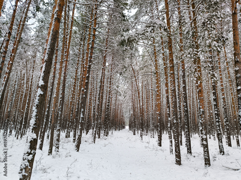 Walks in the snow-covered forest. Winter forest landscapes. Outdoor recreation Walks in the snow-covered forest. Winter forest landscapes. Outdoor recreation