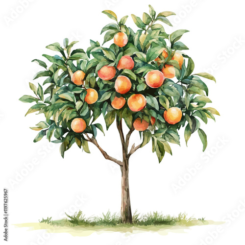 A watercolor painting of a peach tree, isolated on a white background. Peach tree vector.
