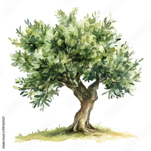 A watercolor vector of an olive tree, isolated on a white background. Olive tree vector.
