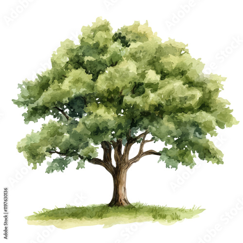 A watercolor drawing of an oak tree, isolated on a white background. Oak tree vector.
