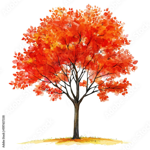 A watercolor of a maple tree, isolated on a white background. Tree vector.
