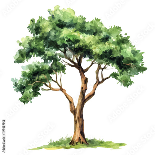A watercolor illustration of a mahogany tree, isolated on a white background. Tree vector.
