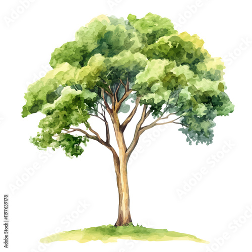 A watercolor illustration of a mahogany tree, isolated on a white background. Tree vector.
