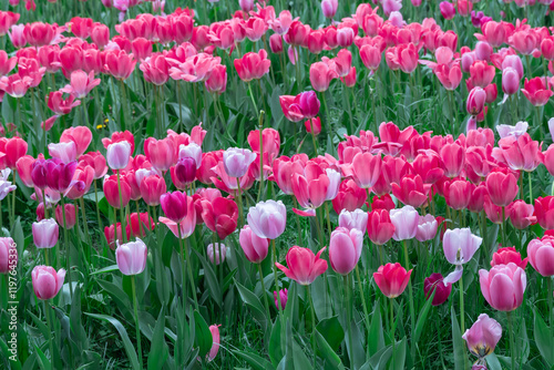 Mix pink and red flowers tulips blossom in river embankment. Bulbous ornamental tulipa plants of liliaceae family grow on flowerbed. Floral pink petals bloom. Flower carpet from buds. Landscap parks.