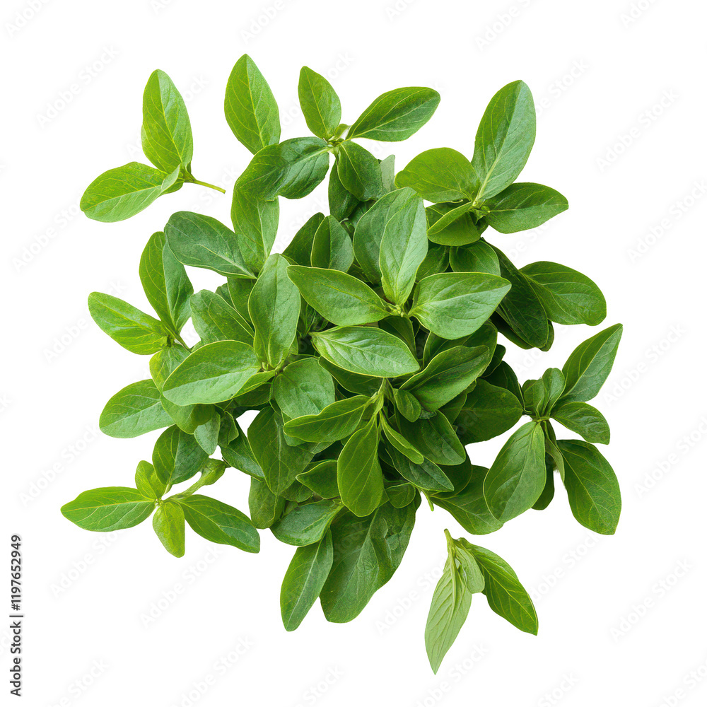 Vibrant Tiliacora triandra leaves on a clean surface, highlighting their fresh green color and health, Baiyanang Thai name Tiliacora triandra. Thai herb top view on transparent background Vibrant Tiliacora triandra leaves on a clean surface, highlighting their fresh green color and health, Baiyanang Thai name Tiliacora triandra. Thai herb top view on transparent background