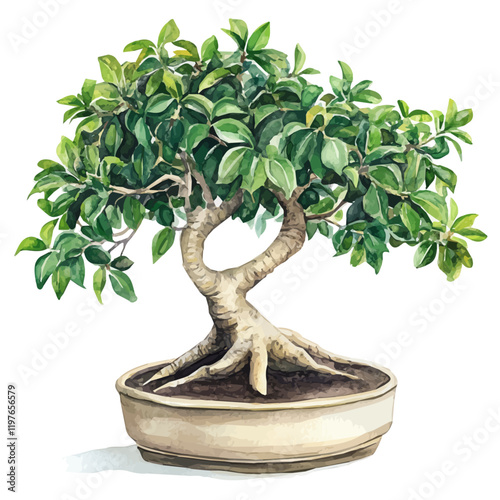 A watercolor illustration of an Indian banyan bonsai, isolated on a white background. Indian banyan bonsai vector.
