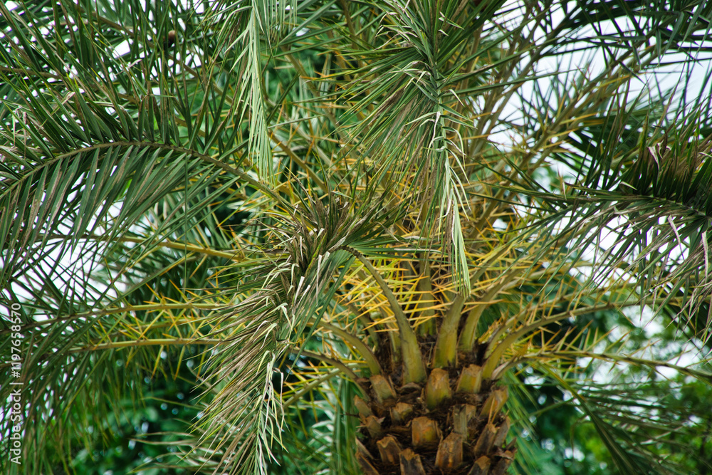 Close-Up Of Lush Palm Tree Foliage With Green Leaves On A Bright Day Close-Up Of Lush Palm Tree Foliage With Green Leaves On A Bright Day