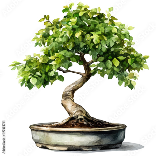 A watercolor clipart of a hornbeam bonsai, isolated on a white background. Hornbeam bonsai vector.
