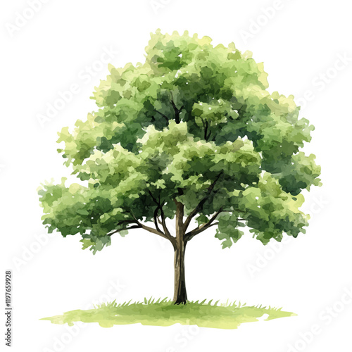 A watercolor illustration of a hickory tree, isolated on a white background. Hickory tree vector.
