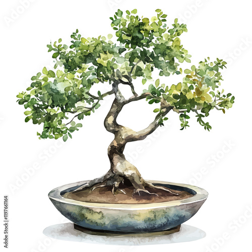 A watercolor painting of a hackberry bonsai, isolated on a white background. Hackberry bonsai vector.
