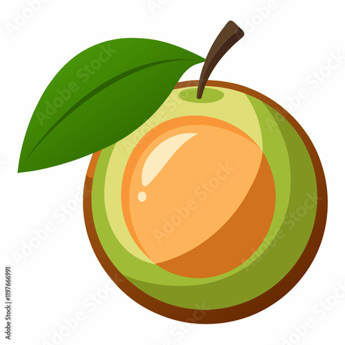 vector illustration of a sapodilla