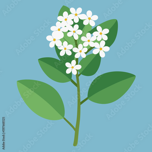 sweet alyssum