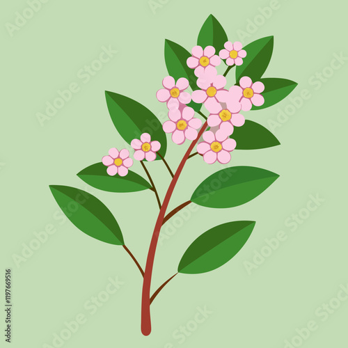 waxflower illustration