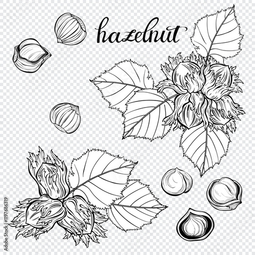 Hazelnut. Nuts in shell and with leaves, peeled nut kernels. Vector isolated elements with white fill. Unique hand drawn illustrations, set. Perfect for packaging design, advertising, menus, magazines