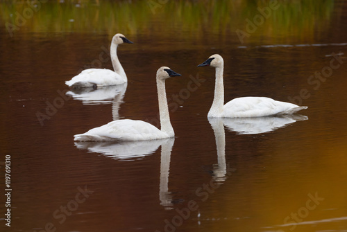 Trumpeter Swans (Cygnus buccinator) on a tundra pond in Alaska in the fall. 