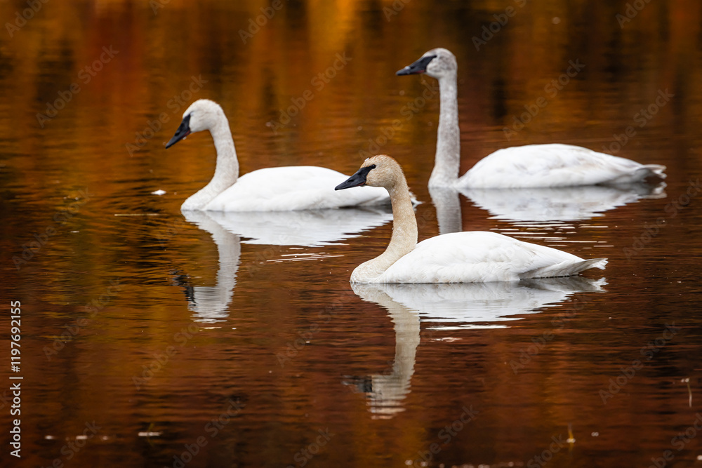 Fototapeta premium Trumpeter Swans (Cygnus buccinator) on a tundra pond in Alaska in the fall. 