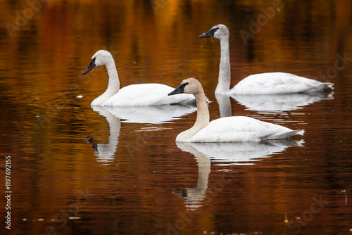 Trumpeter Swans (Cygnus buccinator) on a tundra pond in Alaska in the fall. 