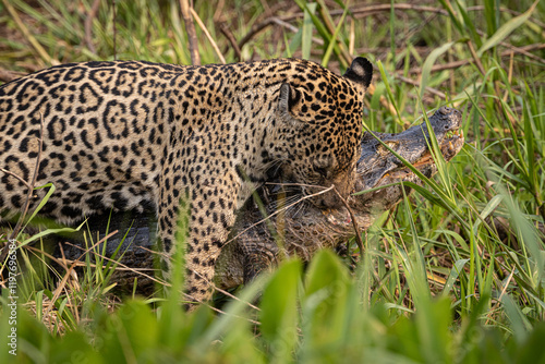 A Jaguar (Panthera onca) with a Yacare Caiman it has just caught in the Pantanal of Mato Grosso, Brazil. 