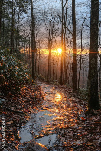 sunset in the forest