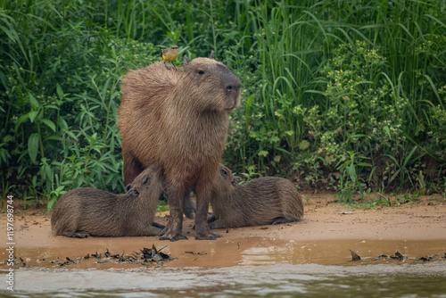 A family of Capybara (Hydrochoerus hydrochaeris) with young nursing, and a Cattle Tyrant (Machetornis rixosa) perched on the adult's back in the Pantanal of Mato Grosso, Brazil.  photo