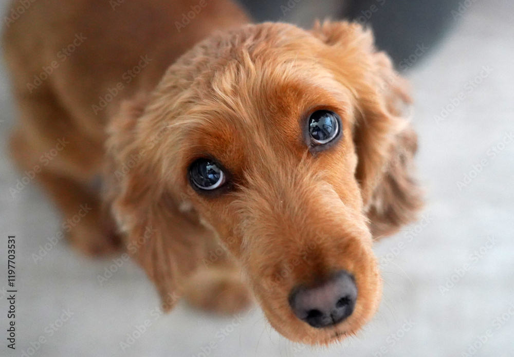 English Cocker Spaniel dog portrait of a red spaniel dog. Eyes, nose, ears English Cocker Spaniel dog portrait of a red spaniel dog. Eyes, nose, ears