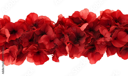 Red flower border, studio shot, black background, website banner