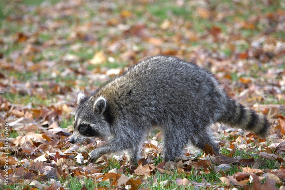 Fototapeta premium An image of a raccoon walking in a field of leaves on a sunny Fall day.