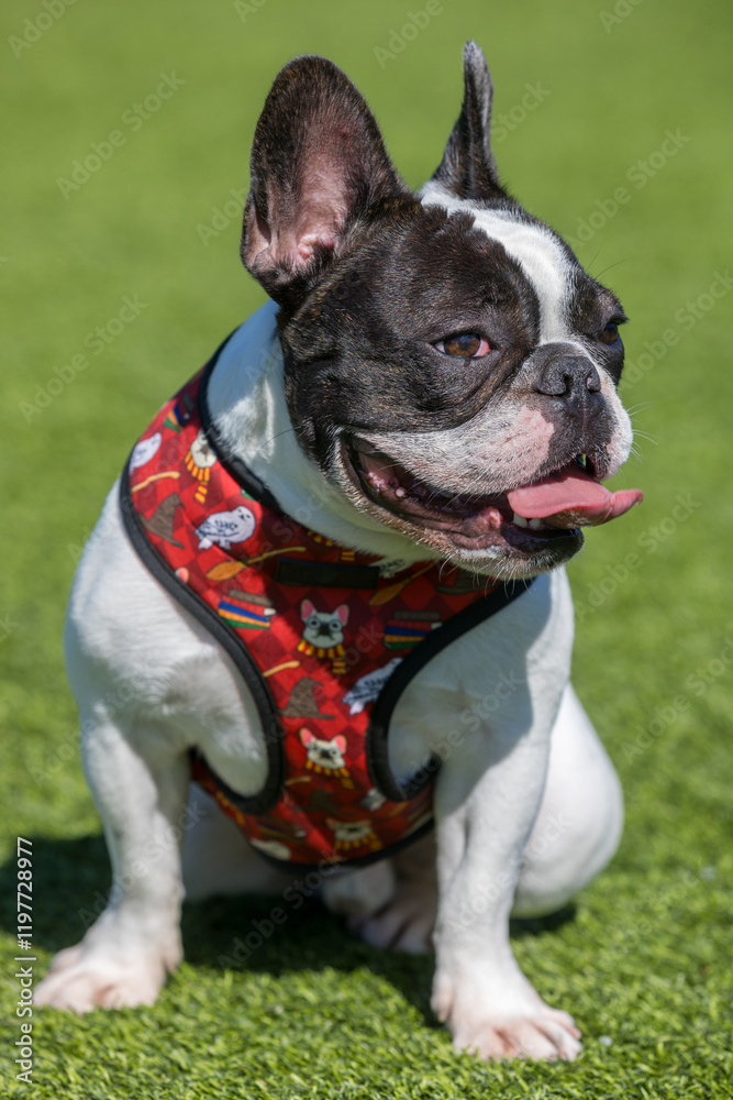 Fototapeta premium Black and White Frenchie Piebald Male Sitting and Panting. Off-leash Dog Park in Northern California.