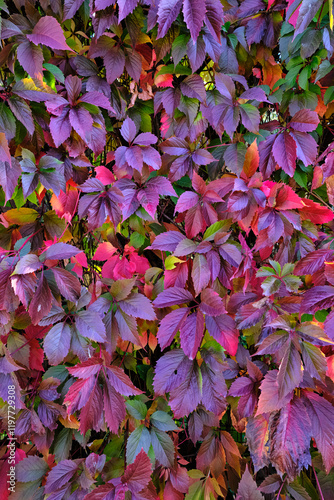 background of autumn bright multicolored pink and purple leaves