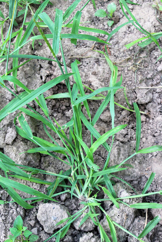 In the field, like a weed, grows Digitaria sanguinalis photo