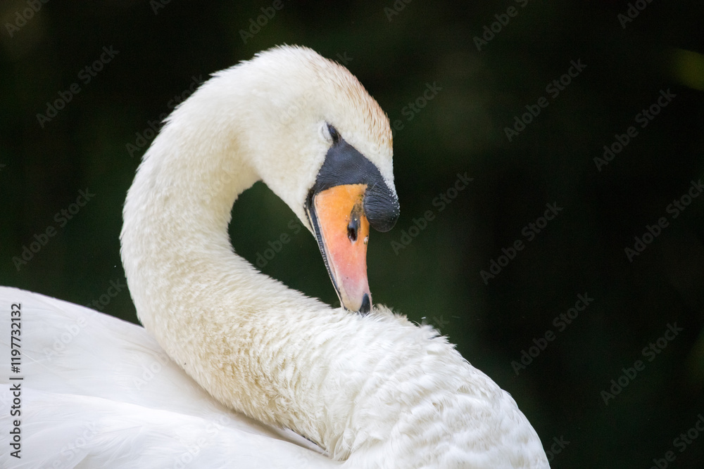 Obraz premium close up of a white swan