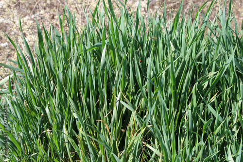 Grass weed creeping (Elymus repens) wheat grows in the field photo