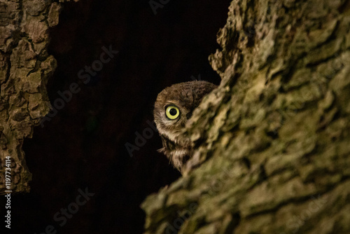 little owl close up with eye focus