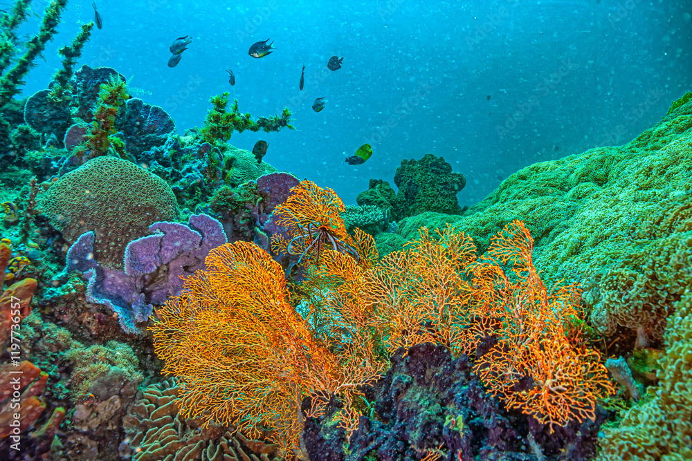 Coral reef in South Pacific, Indonesia, North Sulawesi