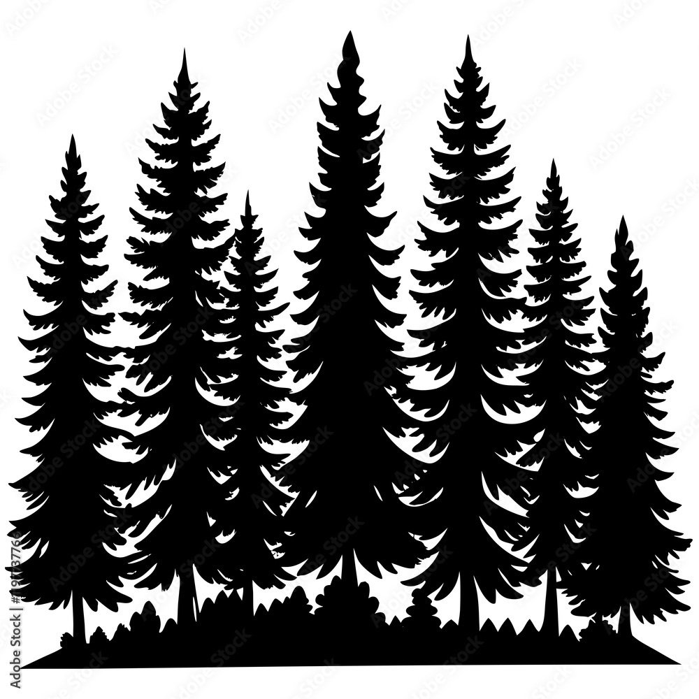 Fototapeta premium pine tree forest silhouette, 