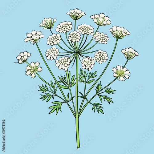 vector illustration of queen anne flowers