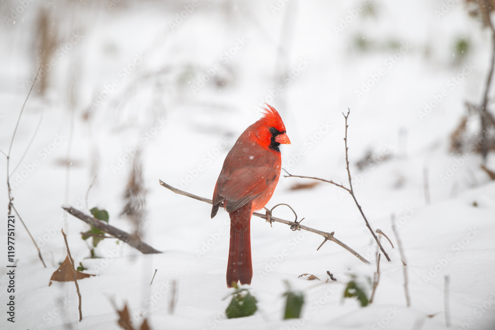 Northern cardinal in the snow