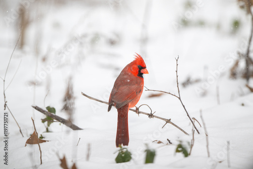 Obraz na płótnie Northern cardinal in the snow w salonie