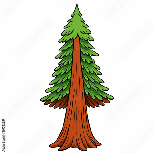 redwood tree vector illustration