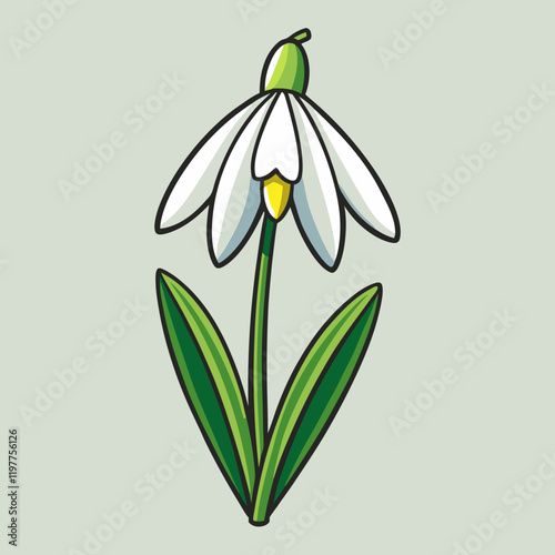 snowdrop flower vector illustration
