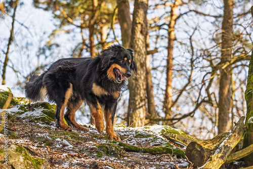 male black and gold Hovie dog hovawart with a funny expression photo