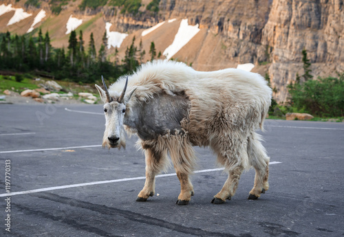 Mountain Goat on the Going to the Sun Road, Logan Pass, Glacier National Park, Montana