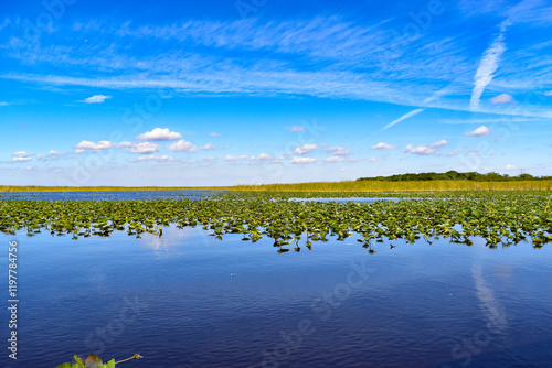 Field of lily pads and sawgrass in the background and Everglades river water in the foreground landscape at Everglades National Park along with beautiful blue sky in Florida