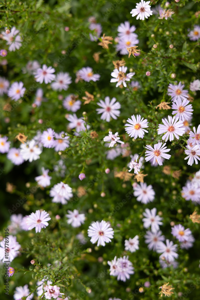 Closeup of group of purple flowers in garden Closeup of group of purple flowers in garden